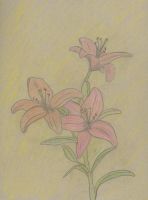 Summer Flowers